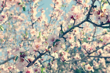 background of spring cherry blossoms tree. selective focus.