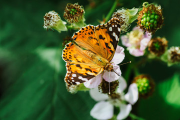 Lepidoptera of small tortoise shell collects nectar on a flower of BlackBerry