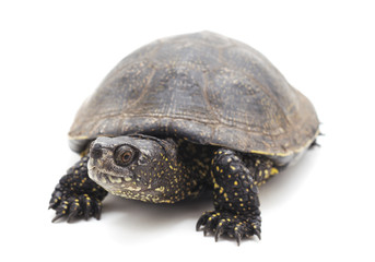 One beautiful turtle.