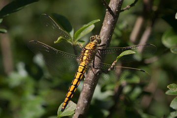 Weibchen Großer Blaupfeil Libelle