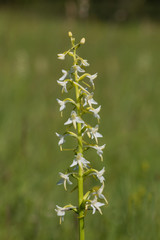 Wilde Orchidee, weiße Waldhyazinthe - platanthera bifolia