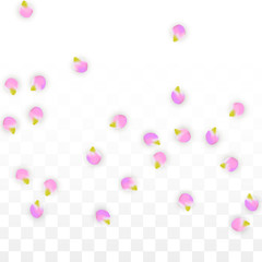 Vector Realistic Pink Petals Falling on Transparent Background.  Spring Romantic Flowers Illustration. Flying Petals. Sakura Spa Design. Blossom Confetti.