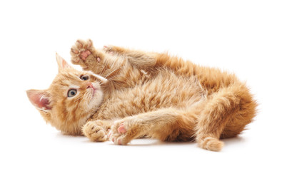 Little playful cat.