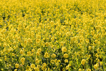 Obraz premium Rapeseed field of Kamogawa-city, Chiba Prefecture 