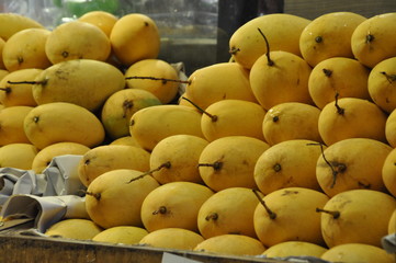 Naklejka na ściany i meble Yellow mango in Thailand 