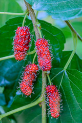 Fresh mulberry, Healthy berry fruit on the branch.