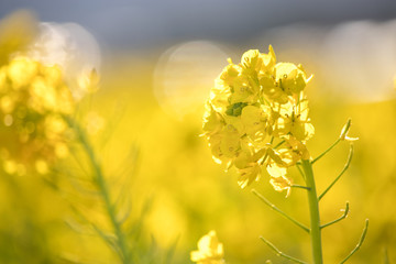 Rapeseed field of Kamogawa-city, Chiba Prefecture 