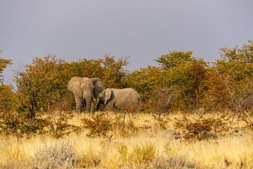 elephant grass trees etosha