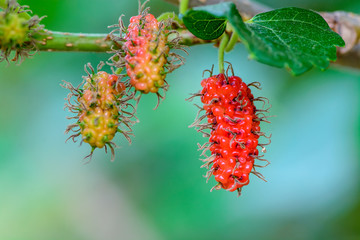 Fresh mulberry, Healthy berry fruit on the branch.