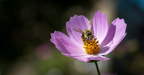 Bee on a daisy flower