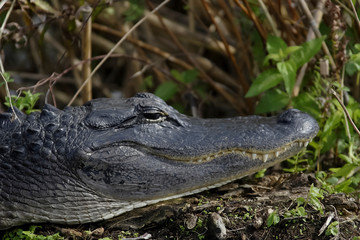American Alligator (Alligator mississippiensis), portrait, Everglades National Park, Florida, United States, North America