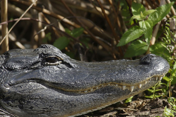 American Alligator (Alligator mississippiensis), portrait, Everglades National Park, Florida, United States, North America