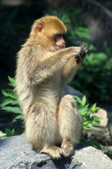 Barbary macaque (Macaca sylvanus),Magot  native to Morocco, Algeria and Gibraltar