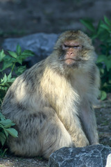 Barbary macaque (Macaca sylvanus),Magot  native to Morocco, Algeria and Gibraltar