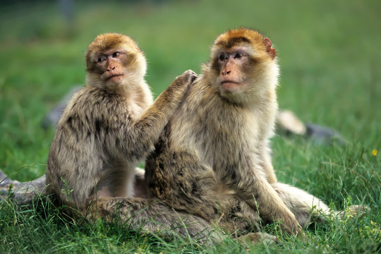 Barbary macaque (Macaca sylvanus),Magot  native to Morocco, Algeria and Gibraltar