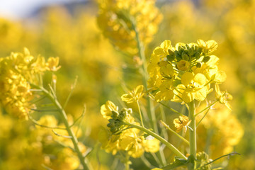 Rapeseed field of Kamogawa-city, Chiba Prefecture 