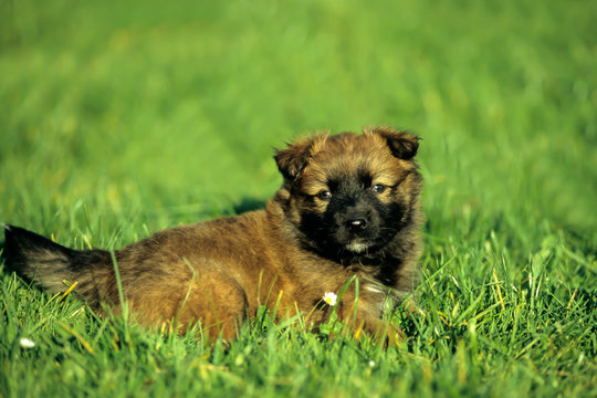 Harzer Fuchs (Harz Fox) (Canidae),portraet, German dog bre