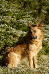 Harzer Fuchs (Harz Fox) (Canidae),portraet, German dog bre