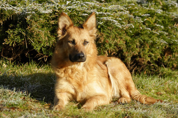 Harzer Fuchs (Harz Fox) (Canidae),portraet, German dog bre