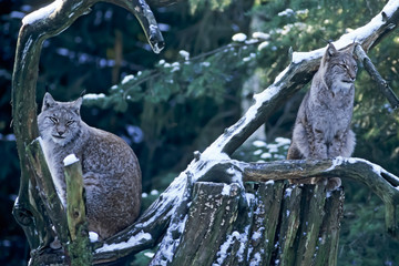 Eurasian lynxes (Lynx lynx) lying together between tree trunks,Germany