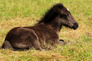 Fototapeta premium Icelandic horse, foal