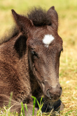 Icelandic horse, foal