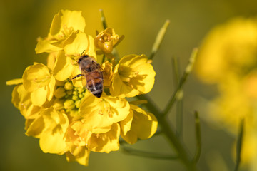 Rapeseed field and bee of Kamogawa-city, Chiba Prefecture 