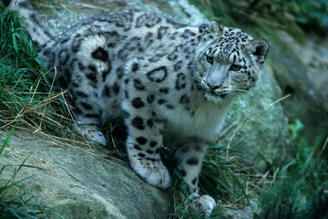 Fototapeta na wymiar Snow Leopard (Uncia uncia)