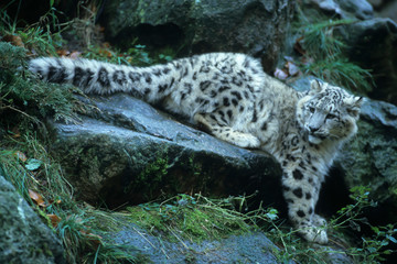 Snow Leopard (Uncia uncia) © Reise-und Naturfoto