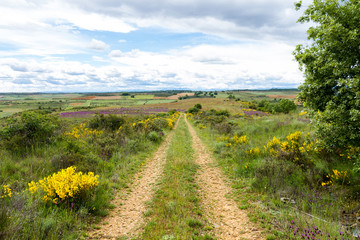 Paisaje de campos verdes y colores primaverales con camino de tierra recto, terrenos para cultivo 