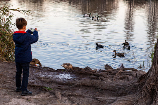 Niño fotografiando patos en el parque