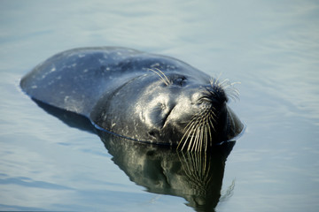 Grey seal (Halichoerus grypus), female, Heligoland, Schleswig-Holstein, Germany, Europe