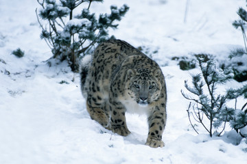 Snow Leopard (Uncia uncia)