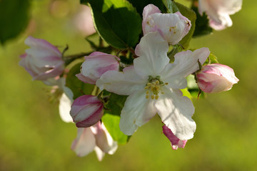 Blüten eines  Apfelbaumes