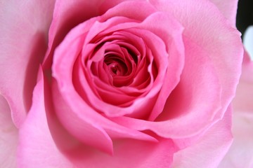 Fototapeta na wymiar Close Up Pink Rose