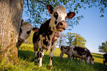 Troupeau de vache laitière en France