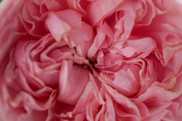 Beautiful Pink rose in macro shot blurry background selective focus.