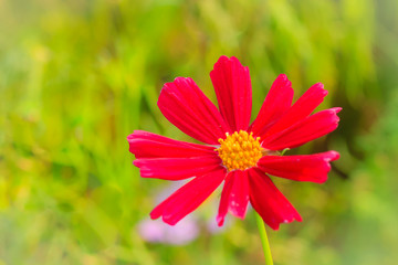 Beautiful Red Purple cosmos flower in the green background