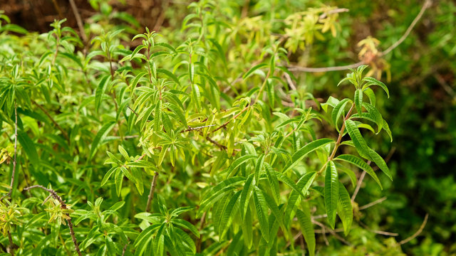 Blossoms of the lemon verbena plant have a wonderful lemon aroma. Its leaves can be dried to make tea leaves. Medicinal plants