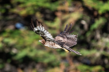 Red-shouldered hawk in flight