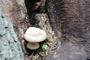 Mushroom on Tree