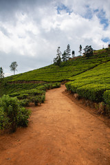 Fototapeta na wymiar Nuwara Eliya tea plantation in Sri Lanka.