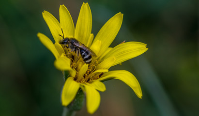 Bee Pollinating a Yellow Flower
