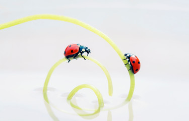 two red ladybugs crawling towards each other on a green herbal spiral in white milk water