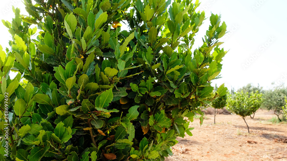 Wall mural Laurel shrub or bay tree. Blue sky on the background.