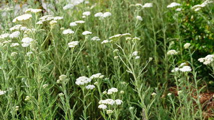Fototapeta premium Nature in summer, wild flowers in meadow. Achillea Millefolium, White Yarrow, Common Yarrow