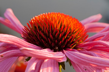 Obraz premium Purpursonnenhut