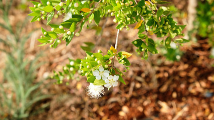 Myrtus myrtle - Plantae Angiosperms Eudicots Rosids Myrtales Myrtaceae