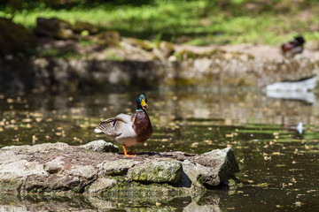 male mallard duck stands on a rock in the lake and spread wings