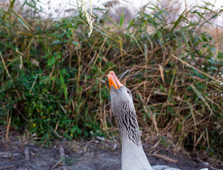 Patos comiendo espaguettis